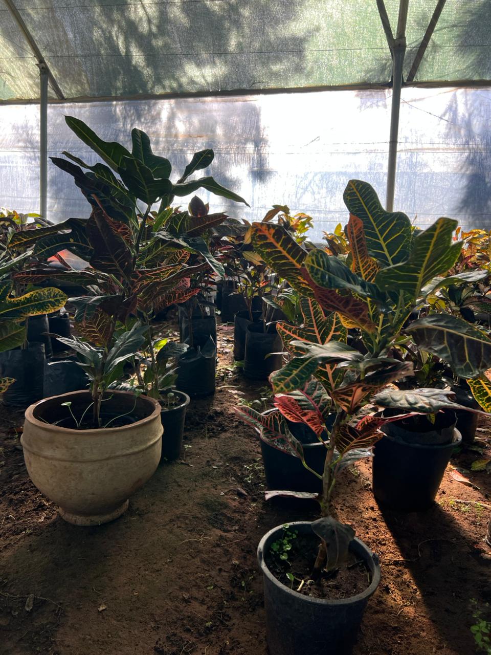 Codiaeum variegatum - Vue principale